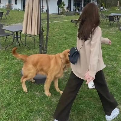 小莫莉大冒险